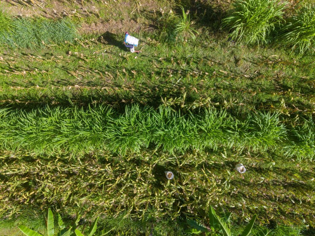 alcance organico