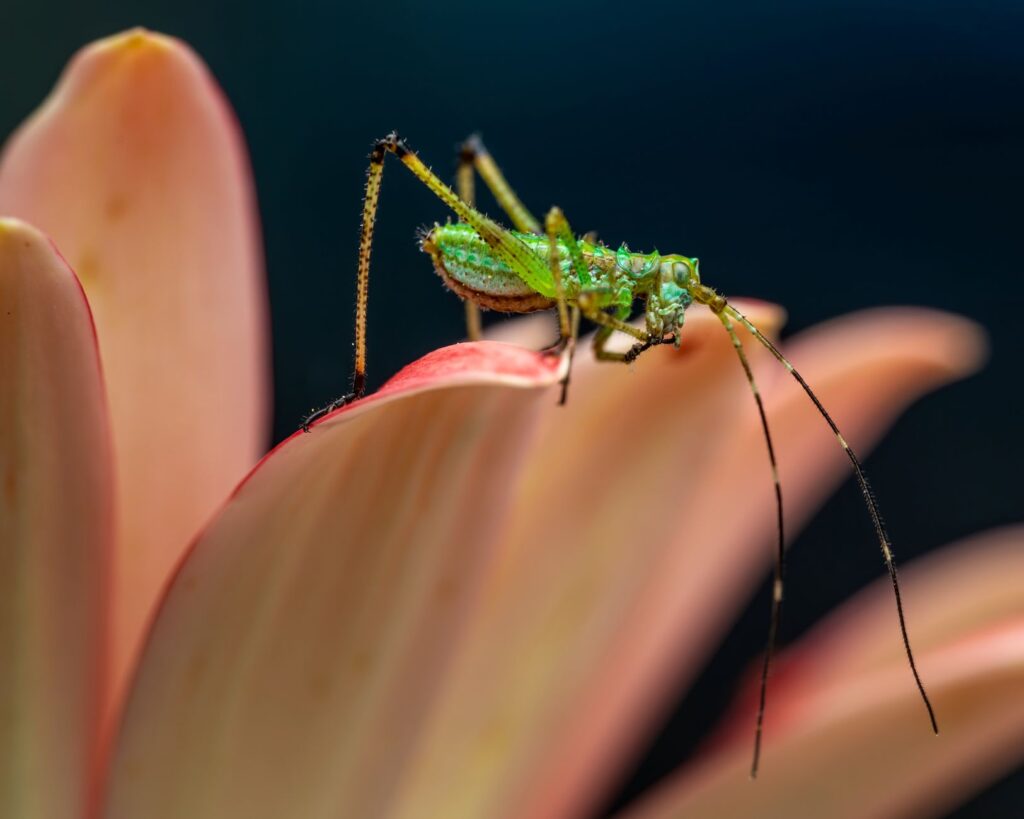 macro conversao